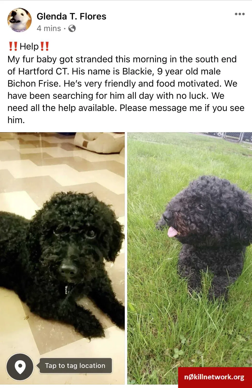 Lost dog in Hartford, CT, 6114