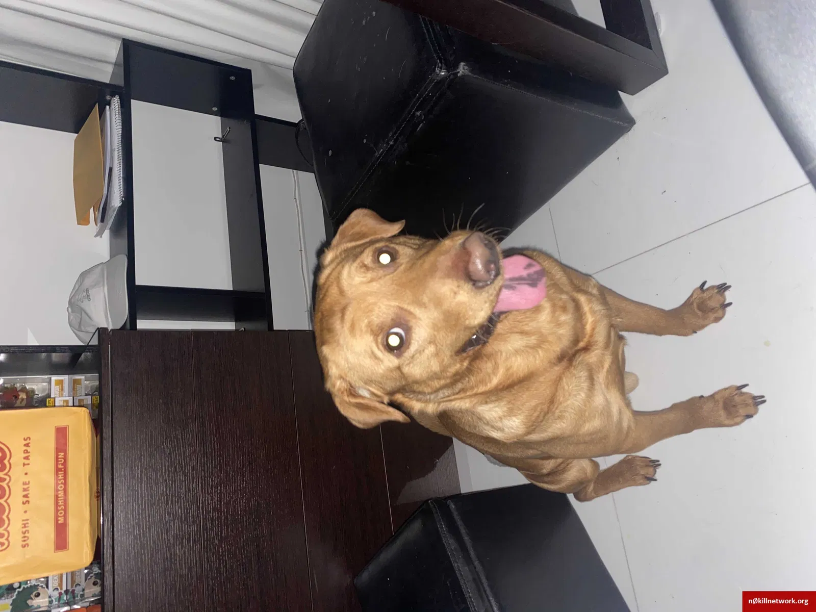 Lost dog in Miami, FL, 33169