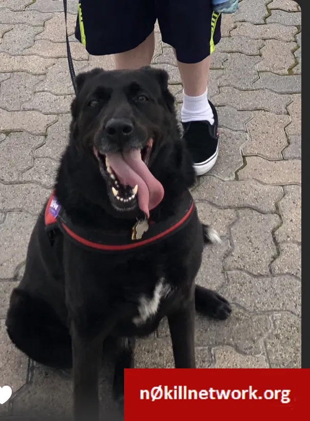 Lost dog in San Pedro, CA, 90731