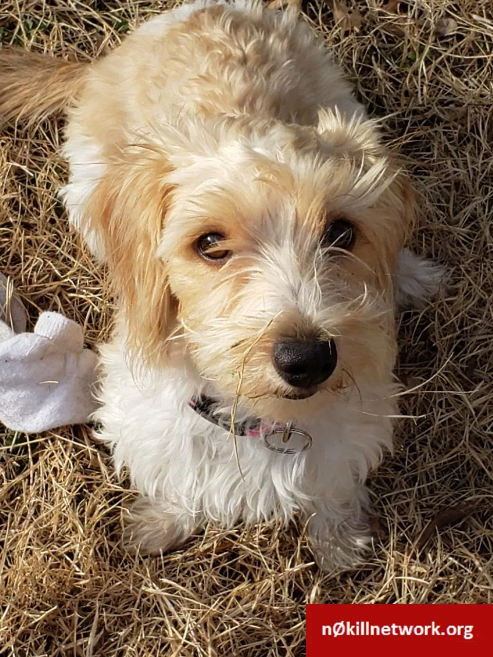 Lost dog in Imperial, MO, 63052