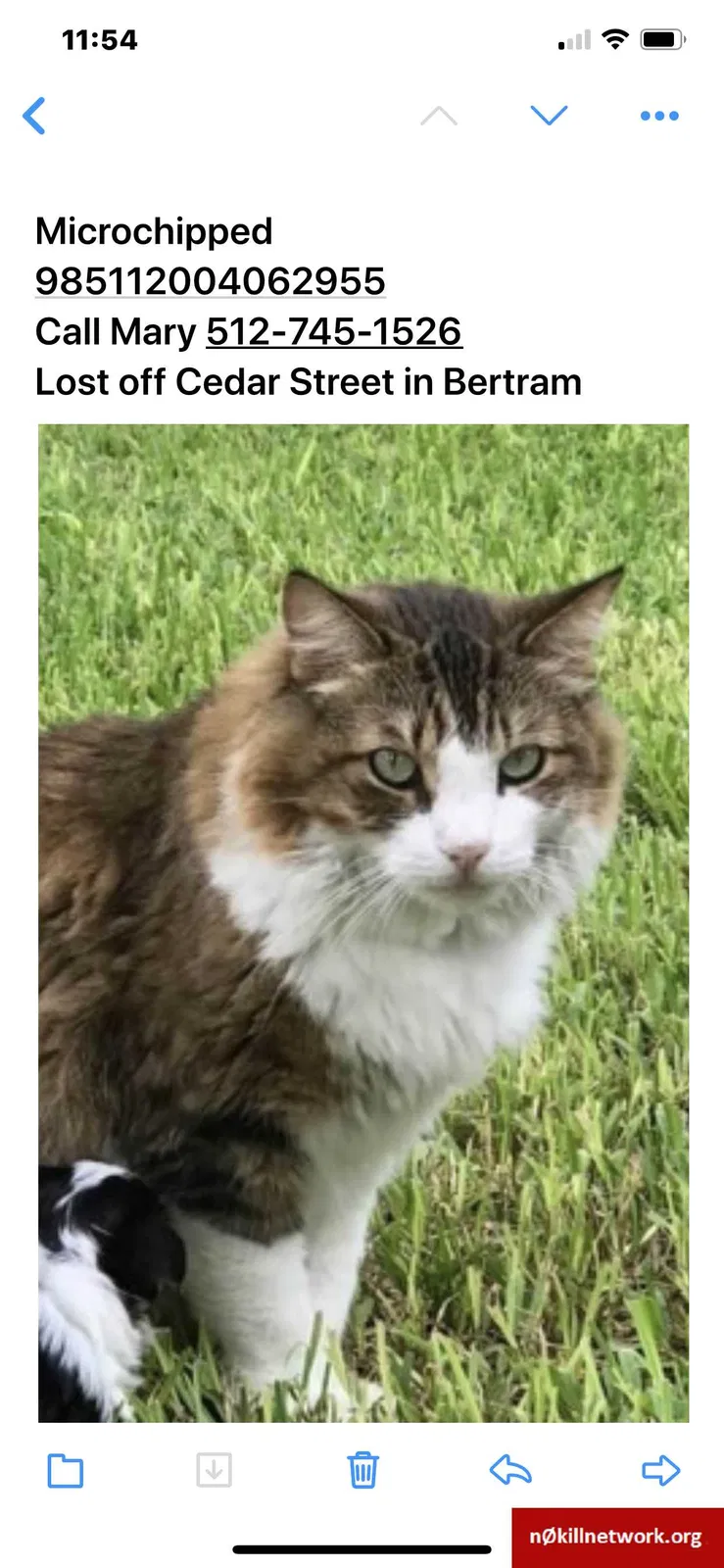 Lost cat in Bertram, TX, 78605