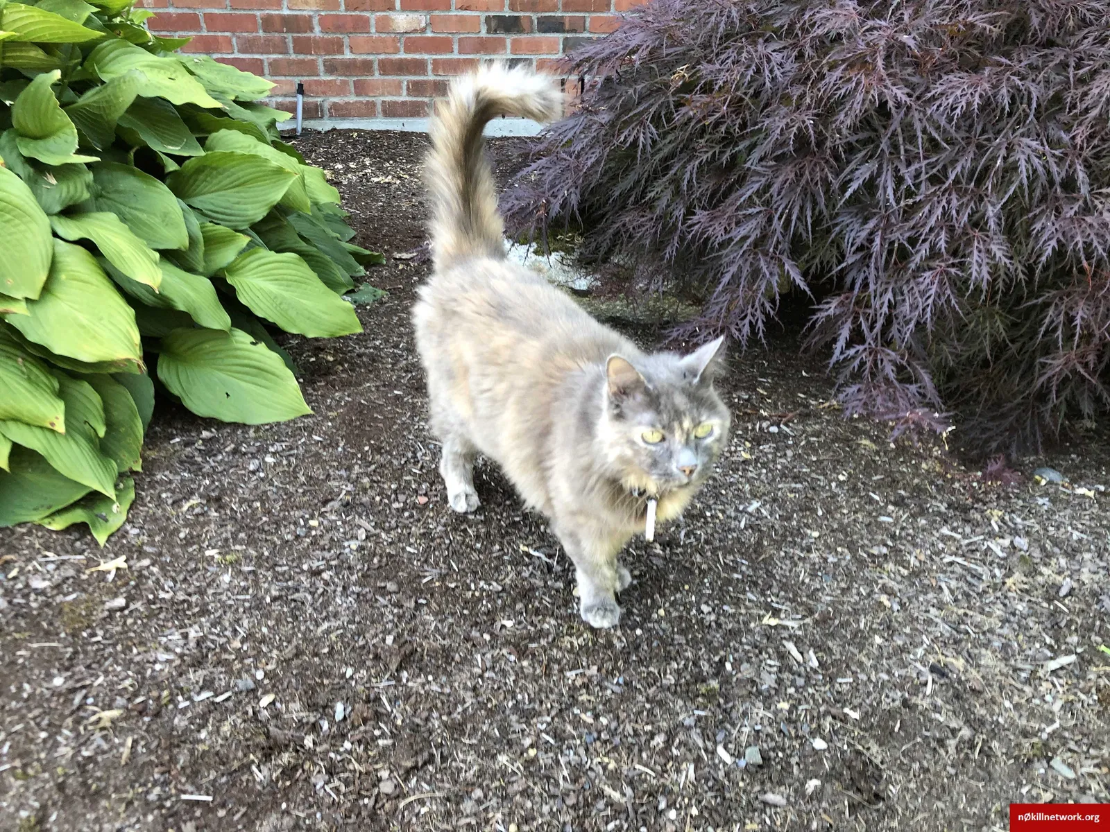 Lost cat in Snohomish, WA, 98290