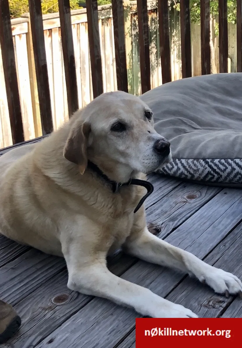 Lost dog in Alpine, UT, 84004