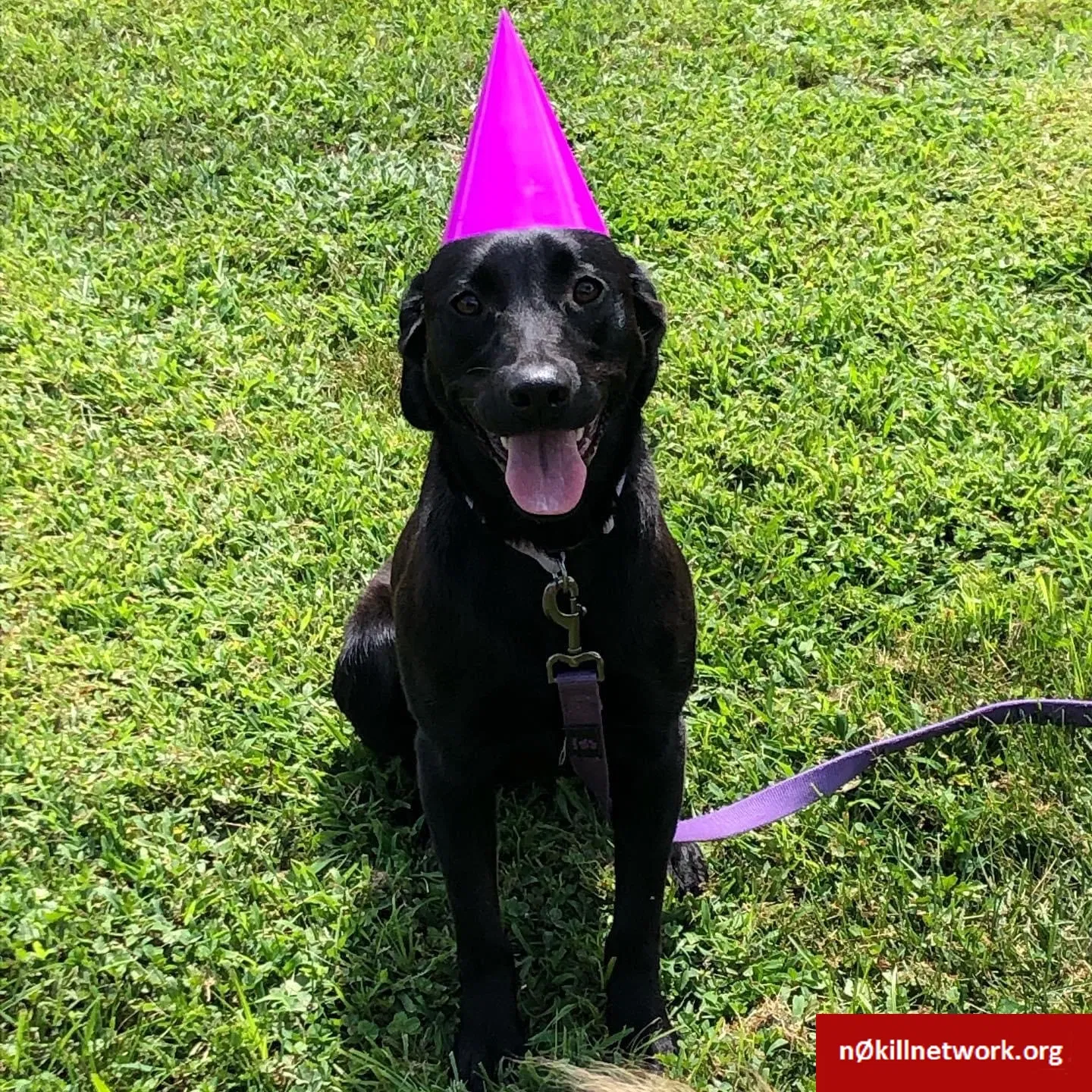 Lost dog in Cincinnati, OH, 45245