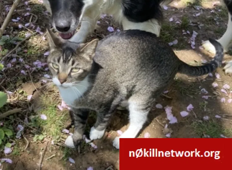 Lost cat in Malvern, PA, 19355