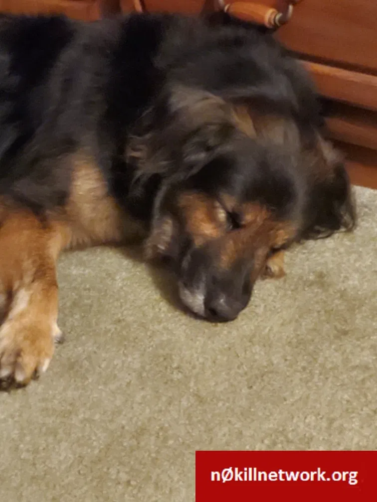 Lost dog in Palm Bay, FL, 32908