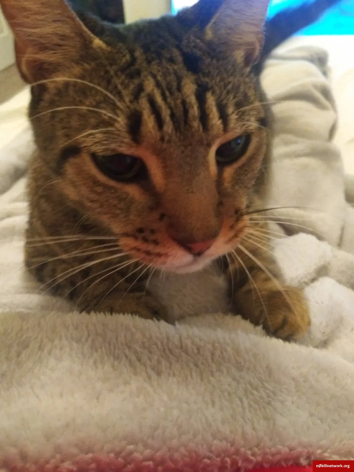 Lost cat in Port Saint Lucie, FL, 34952