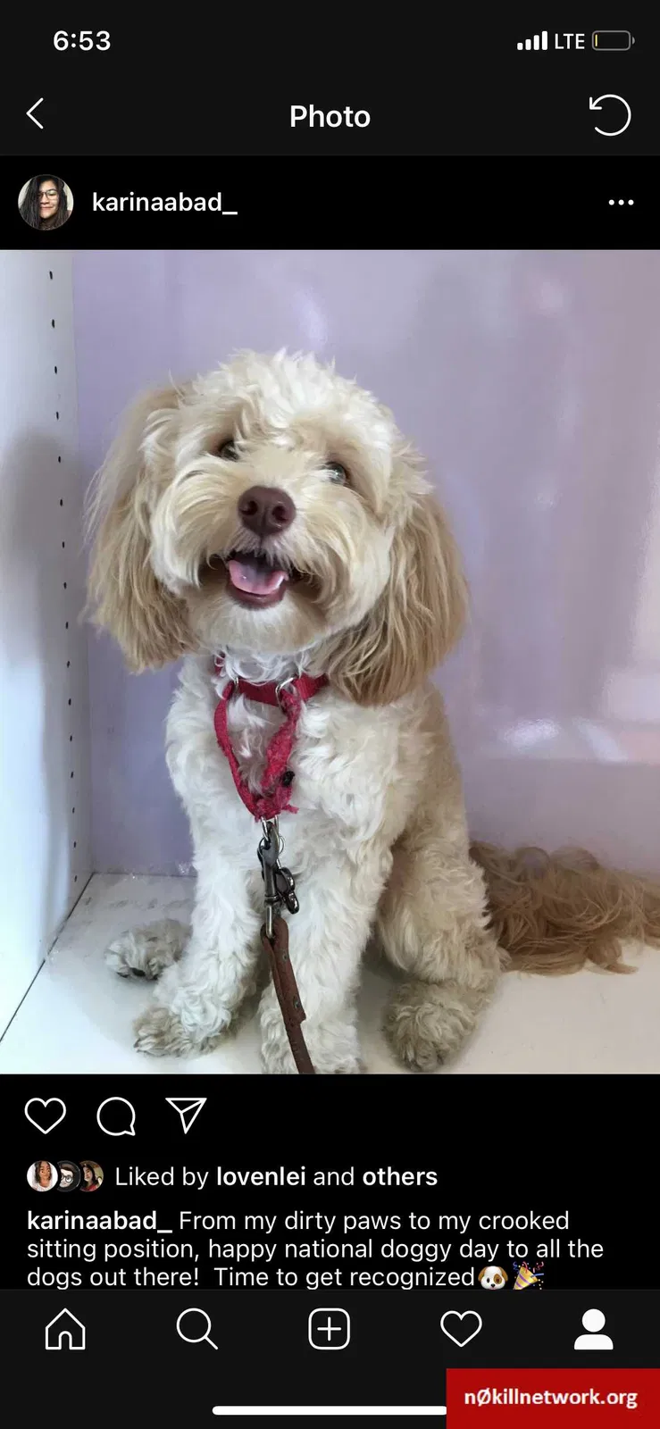 Lost dog in Menlo Park, CA, 94025