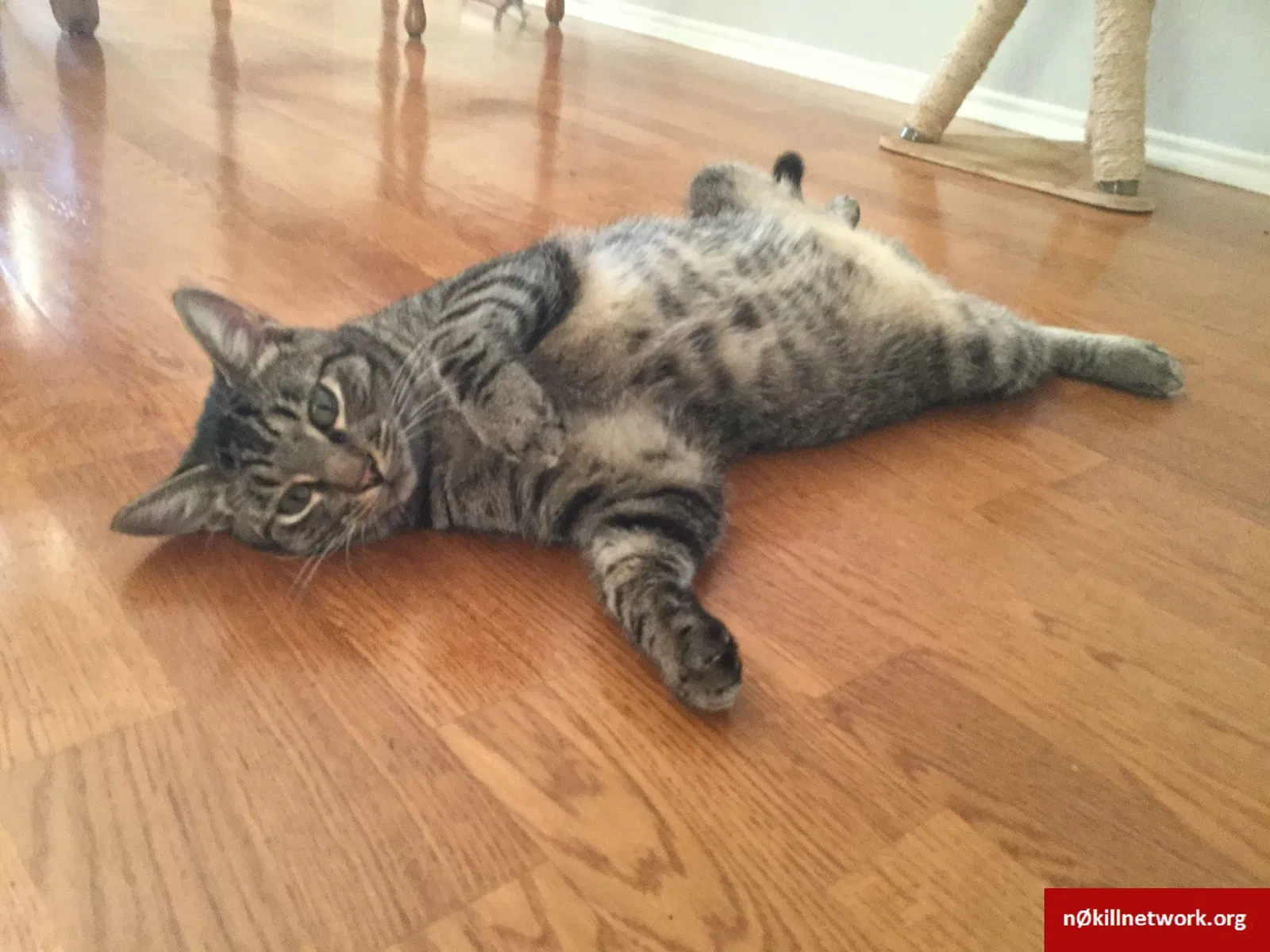 Lost cat in Cedar Park, TX, 78613