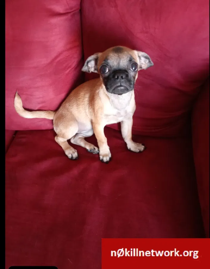 Lost dog in El Paso, TX, 79904