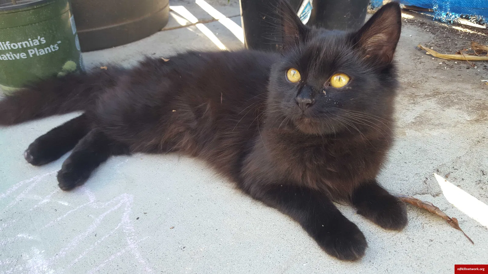 Lost cat in San Diego, CA, 92154