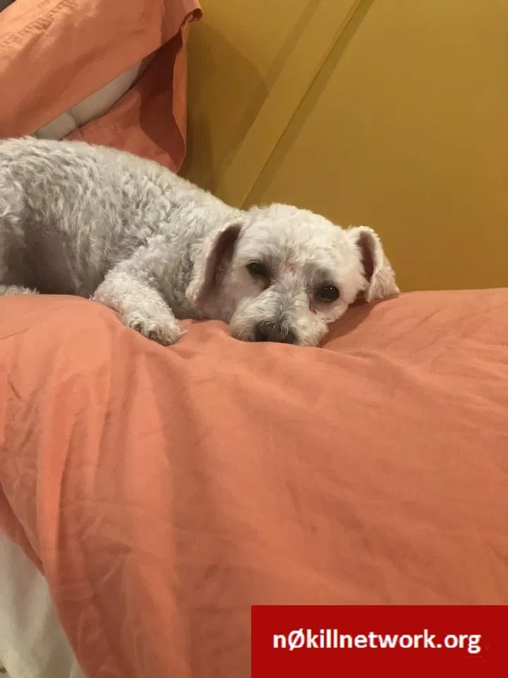 Lost dog in Laredo, TX, 78043