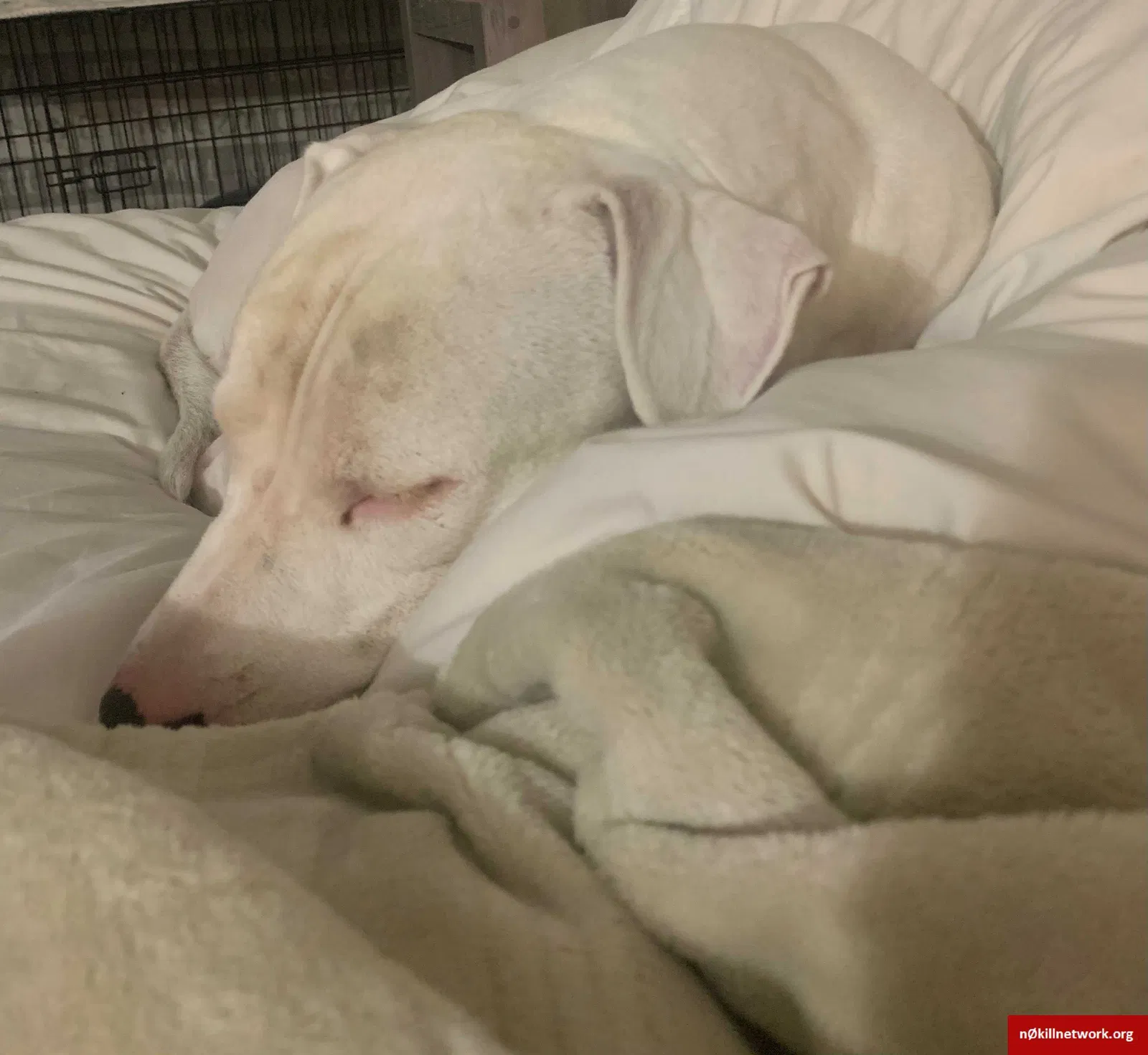 Lost dog in Denver, CO, 80224