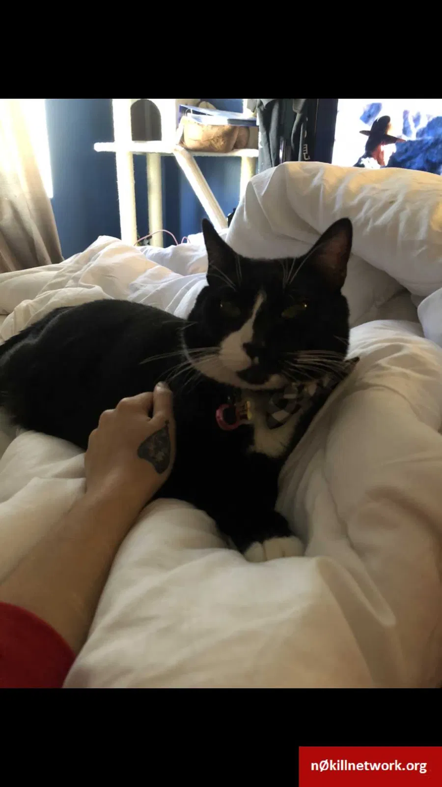 Lost cat in Tarzana, CA, 91356