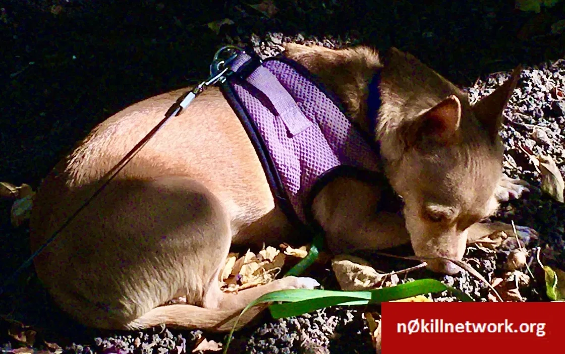 Lost dog in San Rafael, CA, 94901