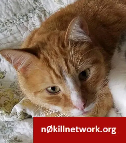 Lost cat in Levittown, PA, 19057