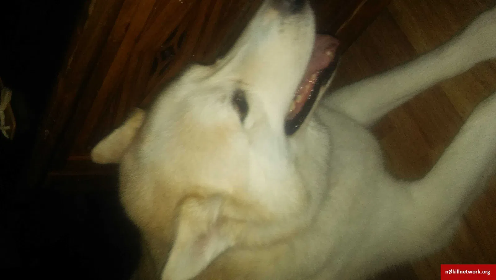 Lost dog in Stanley, NC, 28164