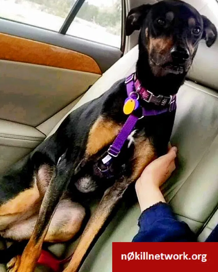 Lost dog in Johnston, IA, 50131