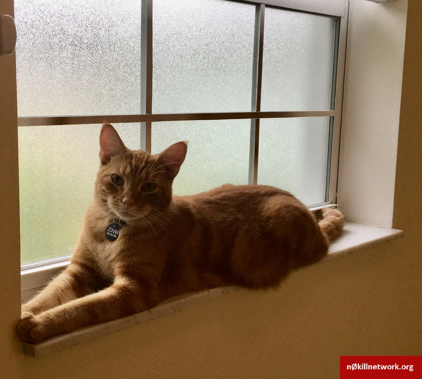 Lost cat in Palm Coast, FL, 32164