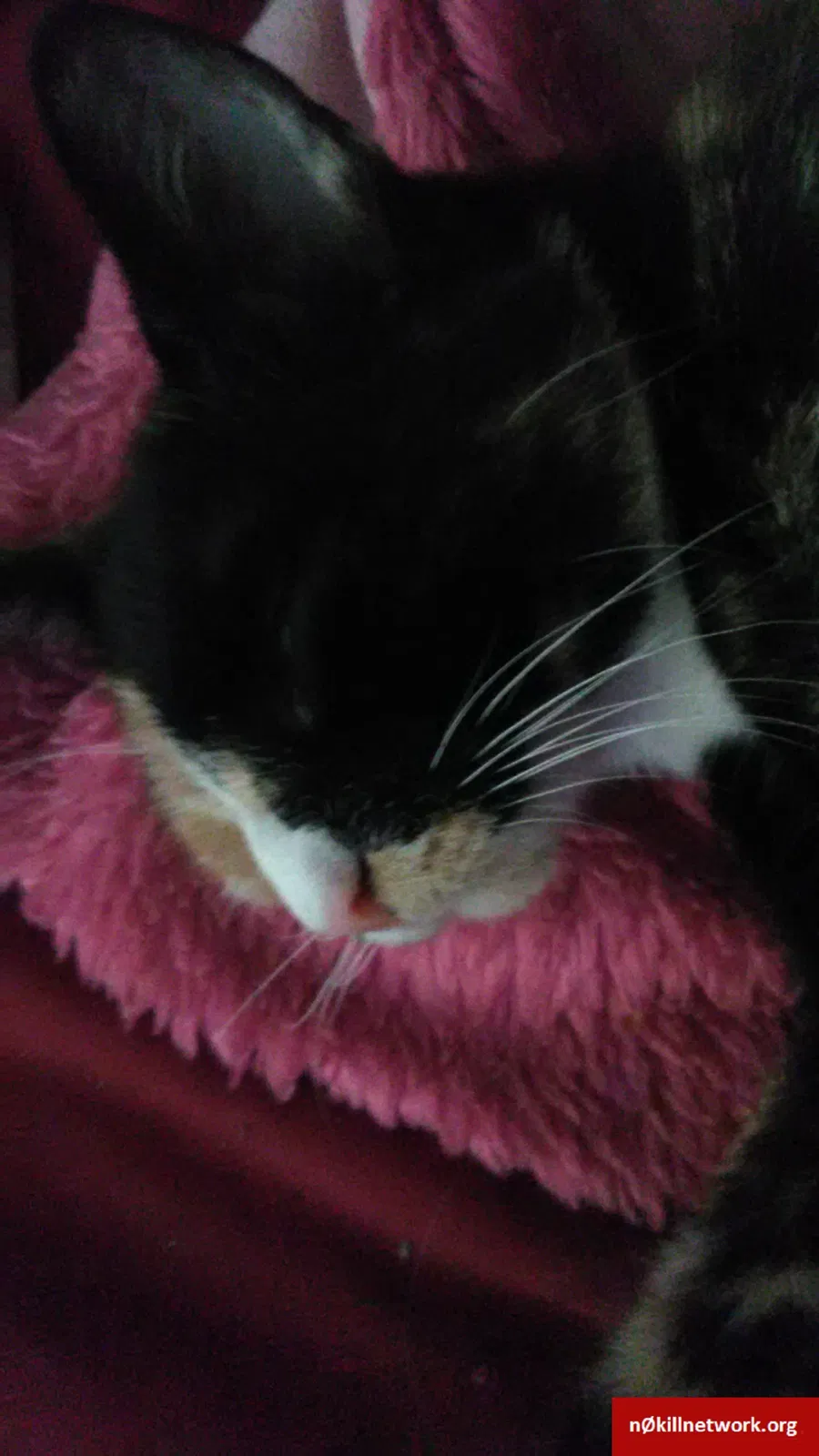 Lost cat in Bossier City, LA, 71111