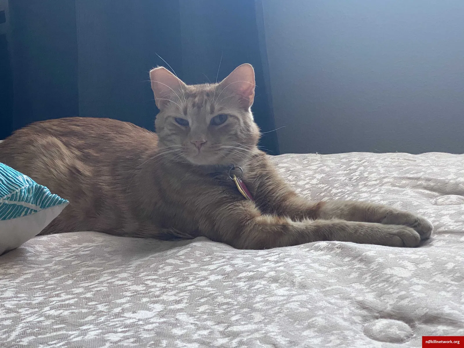 Lost cat in Chino Hills, CA, 91709