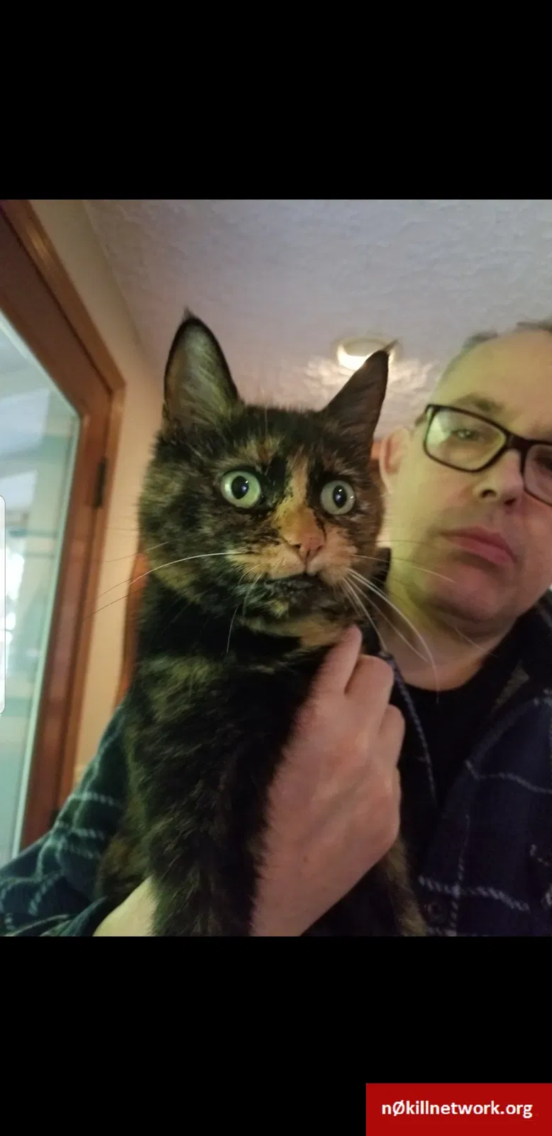 Lost cat in Brush Prairie, WA, 98606
