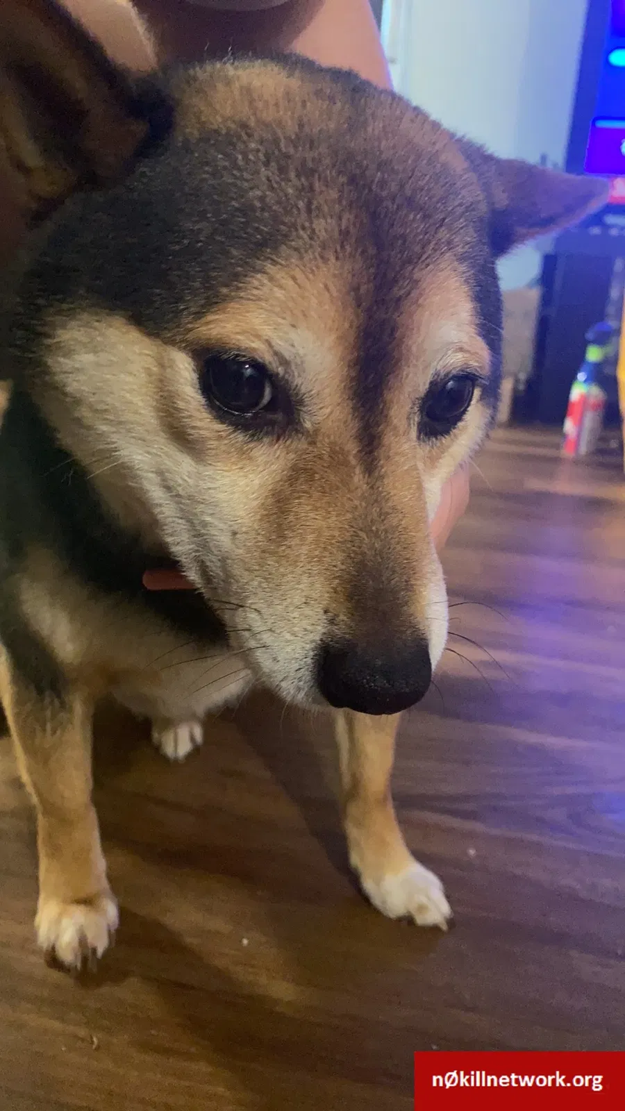 Lost dog in Portland, OR, 97223