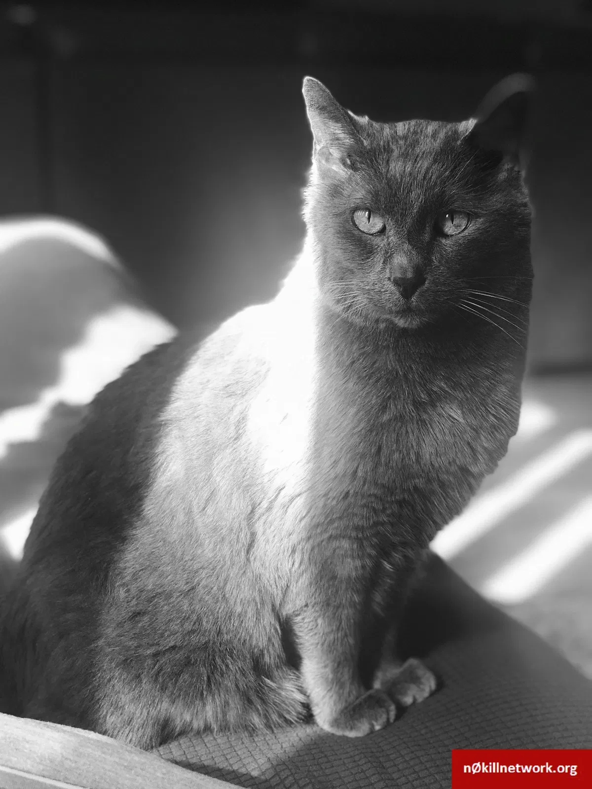 Lost cat in Sacramento, CA, 95838