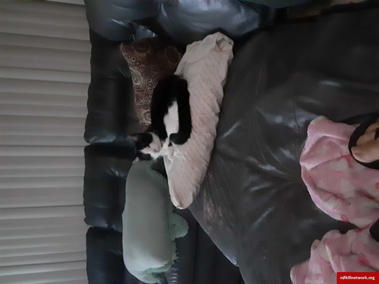 Lost cat in Port Orange, FL, 32129