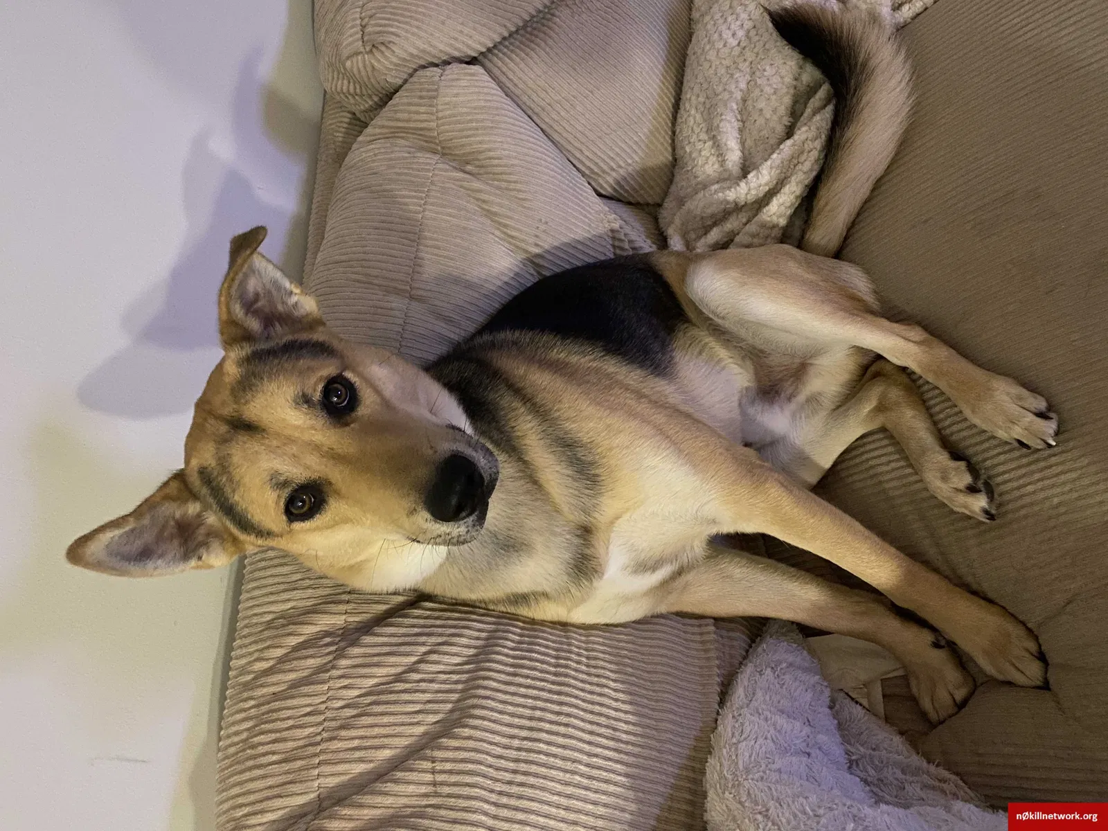 Lost dog in Greenville, NC, 27834
