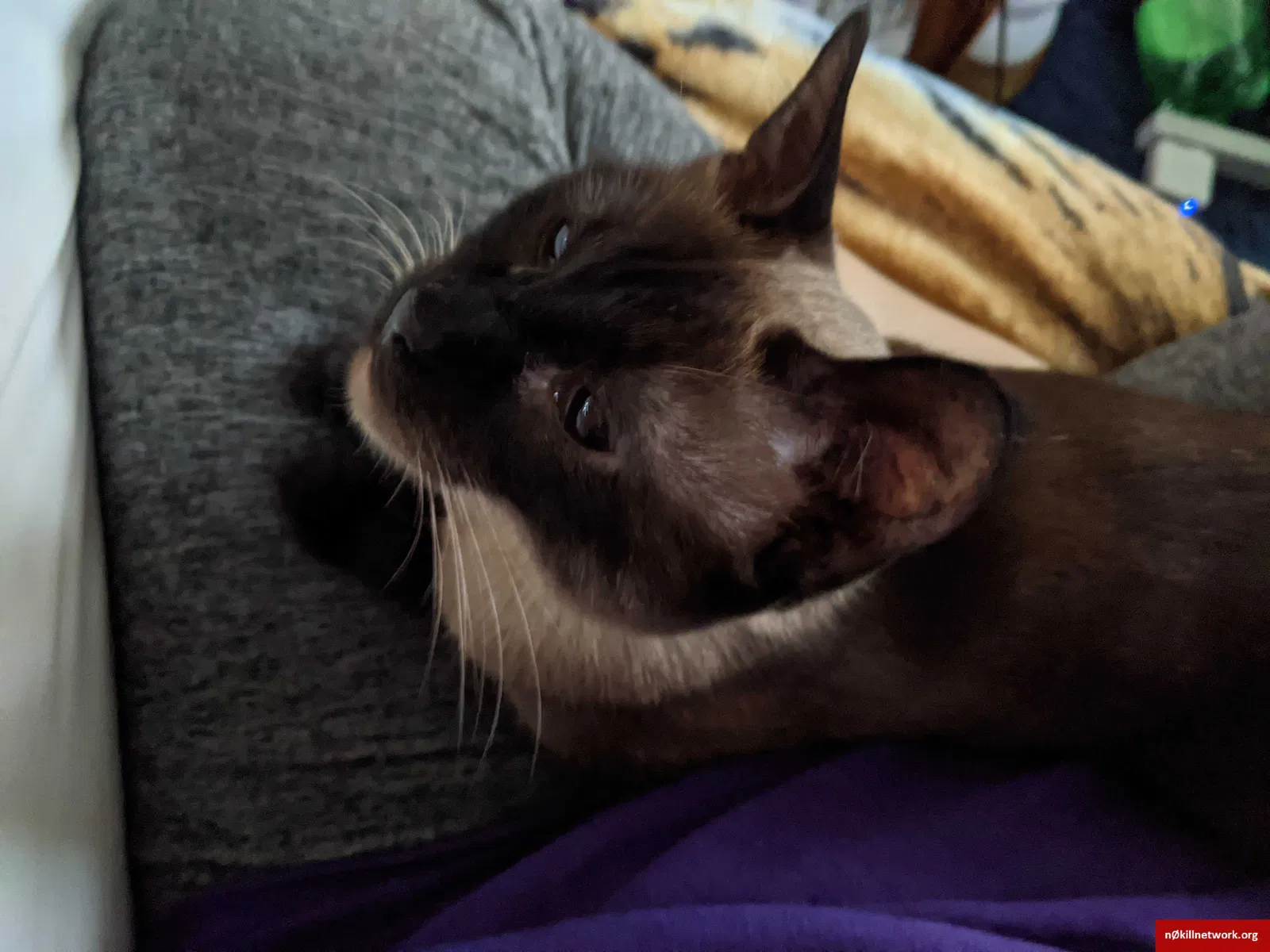 Lost cat in Abilene, TX, 79601