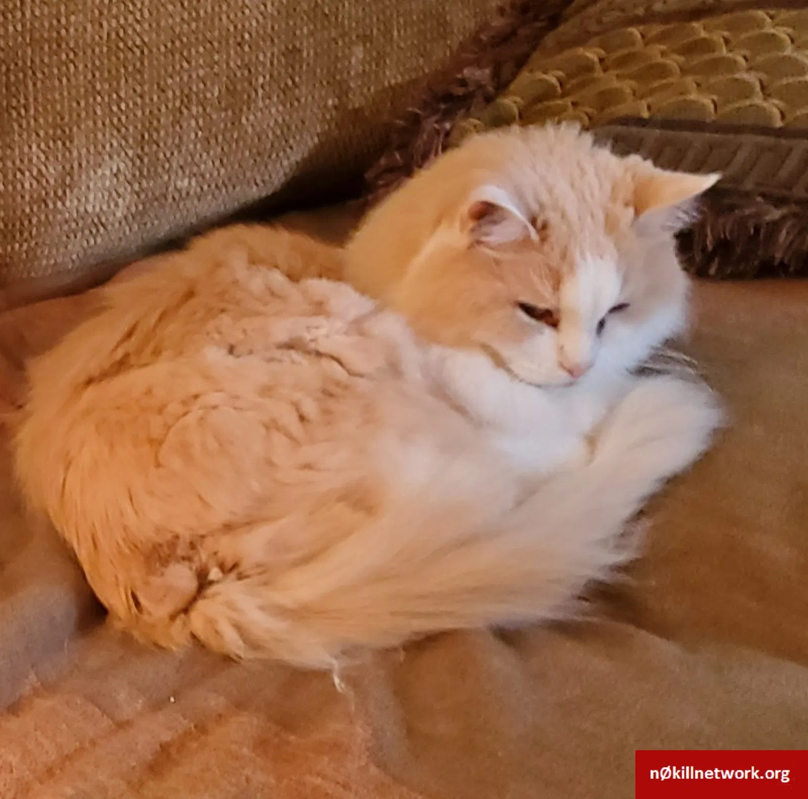 Lost cat in Macon, GA, 31210