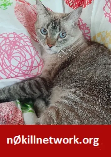 Lost cat in Pickerington, OH, 43147