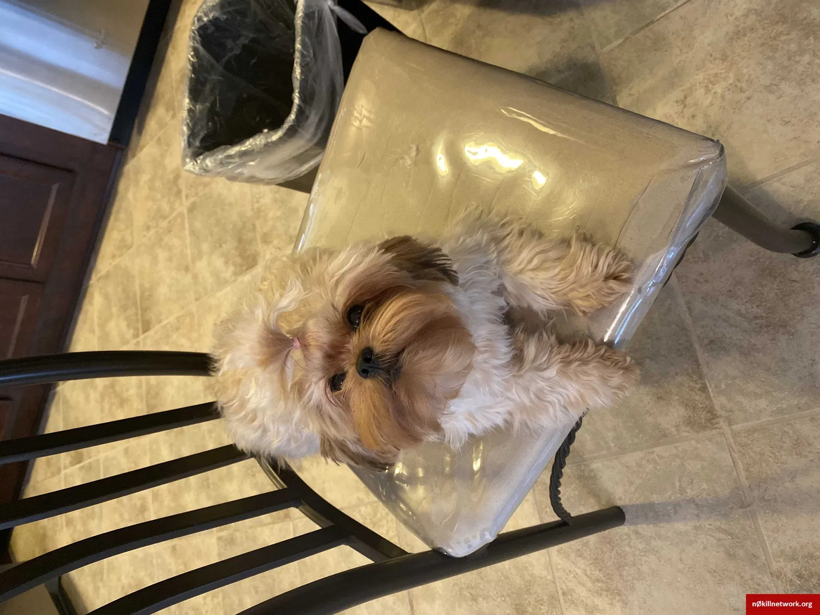 Lost dog in New Brunswick, NJ, 8901