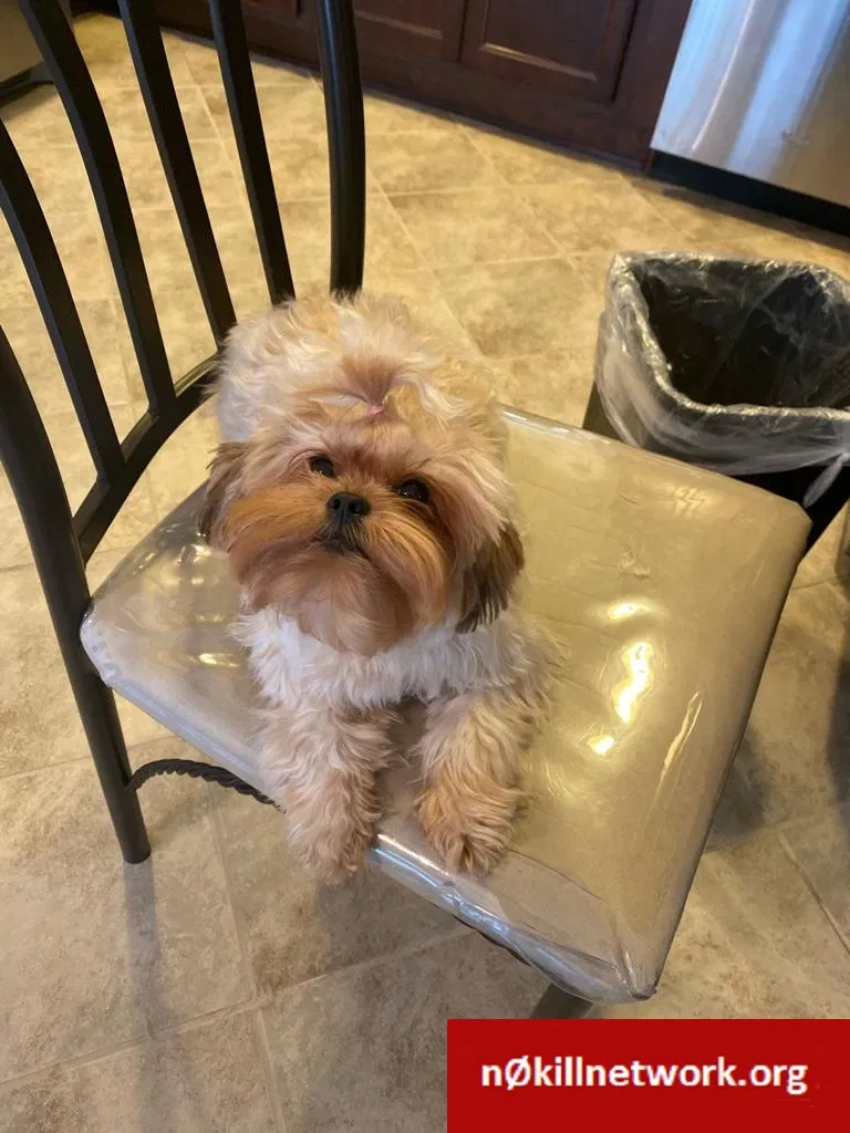 Lost dog in New Brunswick, NJ, 8901