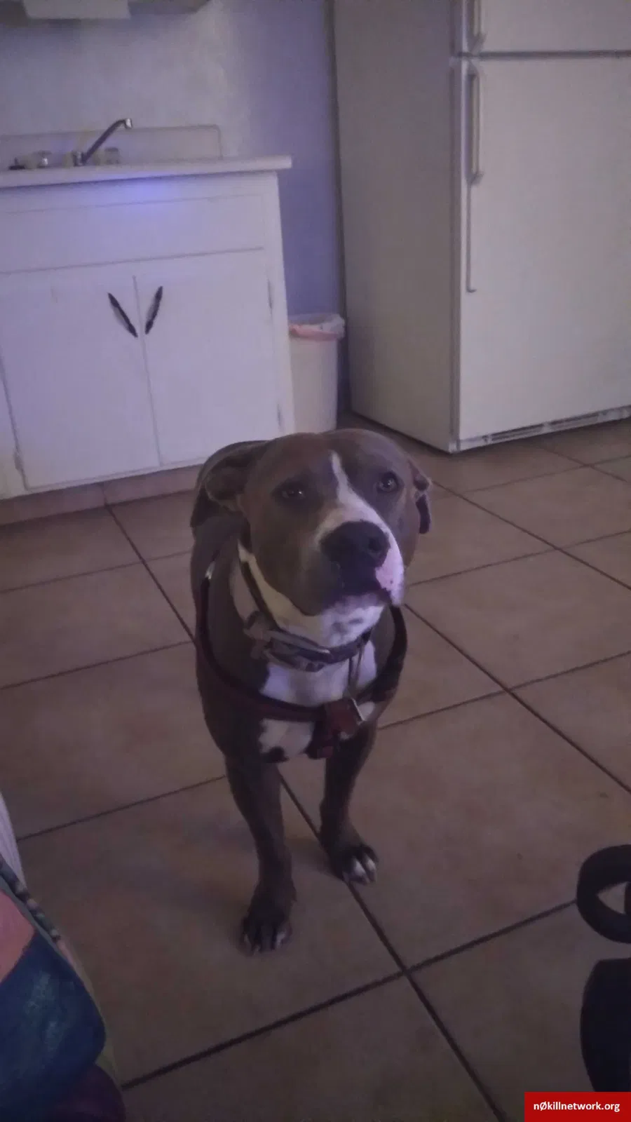 Lost dog in Winter Haven, FL, 33880