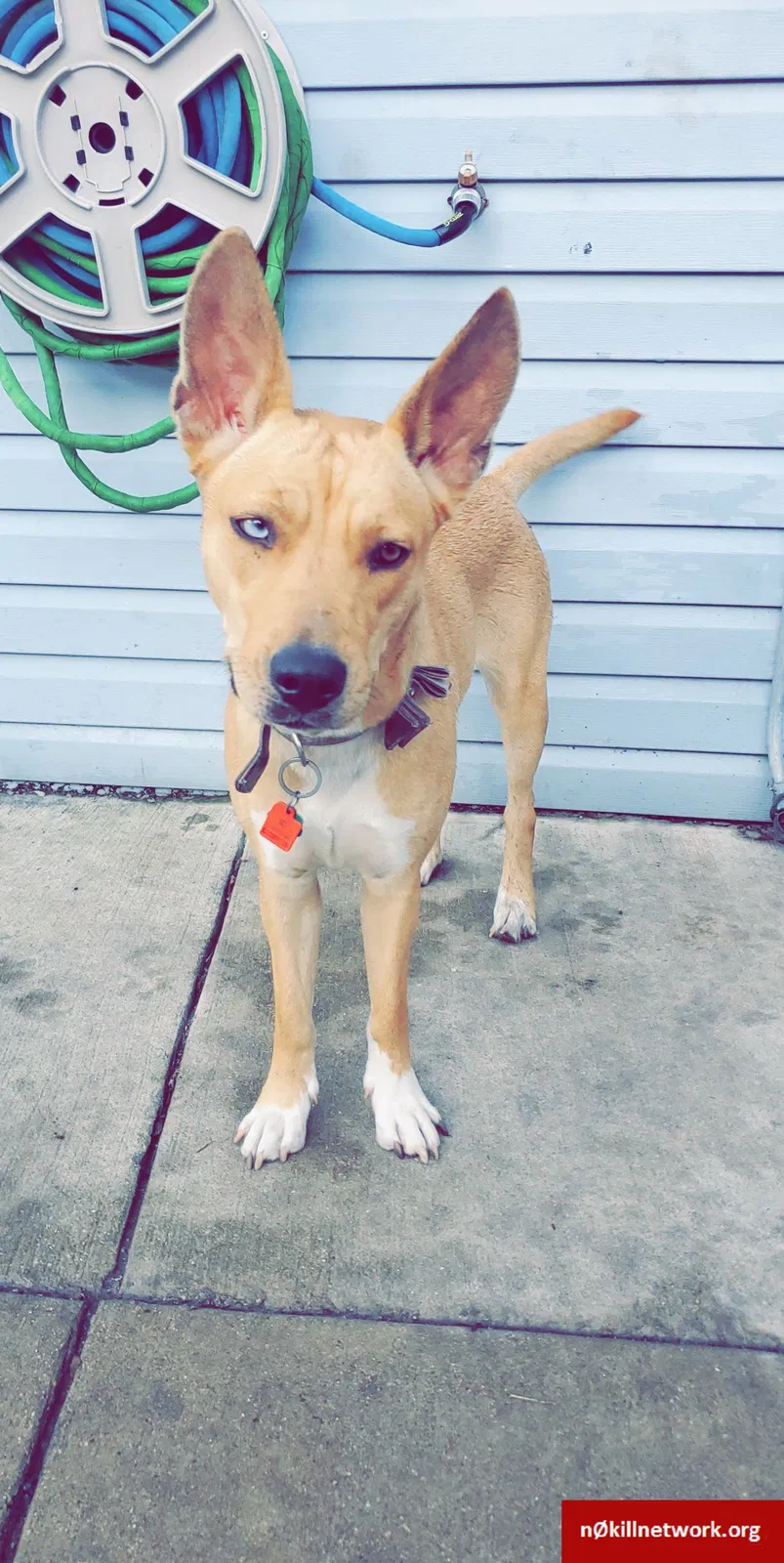 Lost dog in Chicago, IL, 60609
