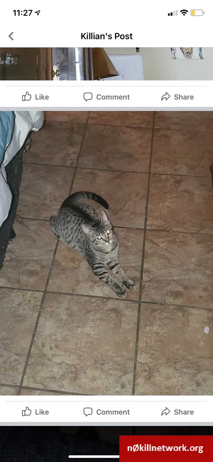 Lost cat in Florence, AL, 35633