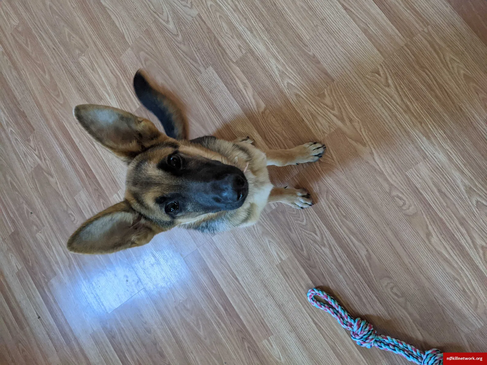 Found dog in Lafayette, LA, 70506