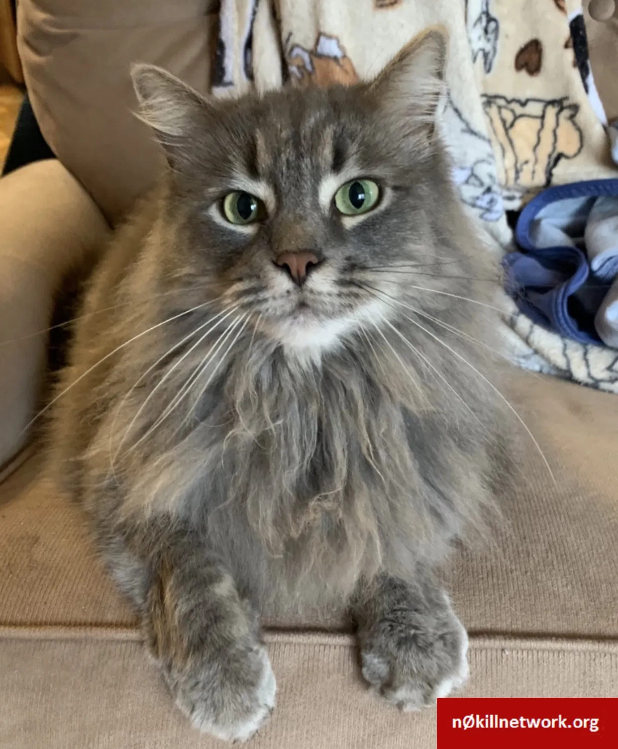 Lost cat in Milmay, NJ, 8340