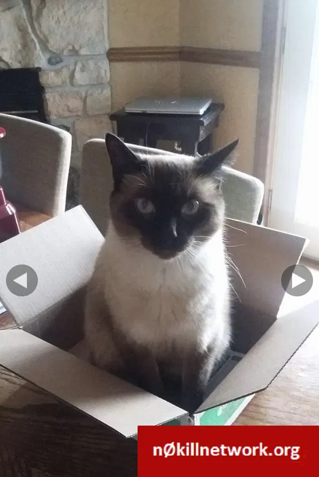 Lost cat in Marion, IN, 46953