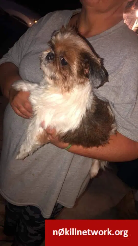 Lost dog in Carterville, IL, 62918