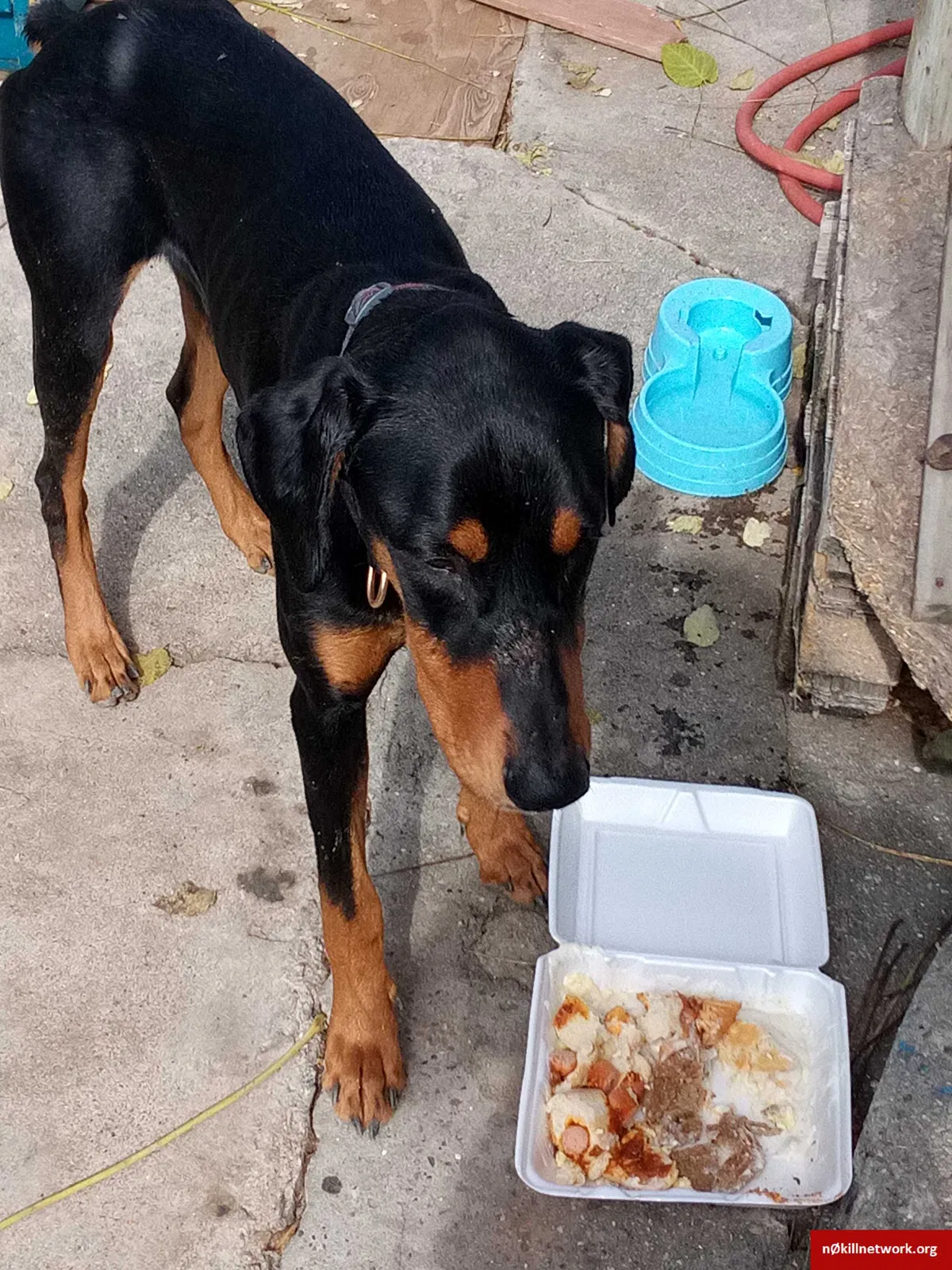 Found dog in Bakersfield, CA, 93308