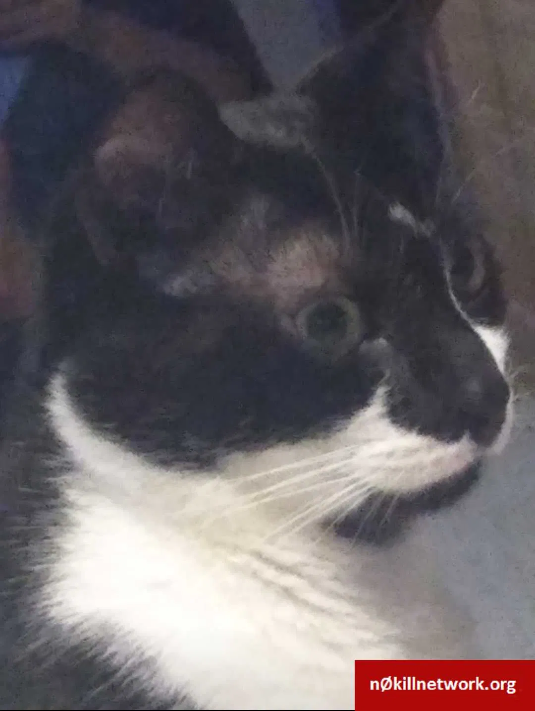 Lost cat in Woodbridge, NJ, 7095