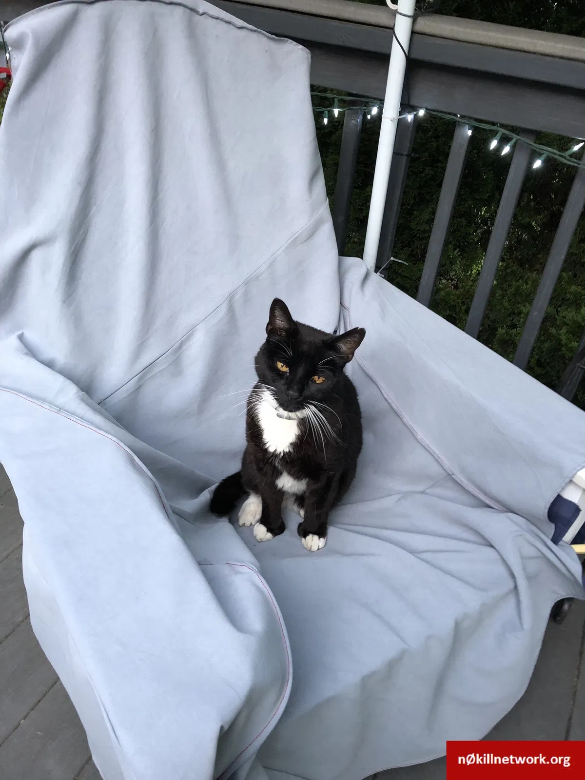 Lost cat in Old Saybrook, CT, 6475