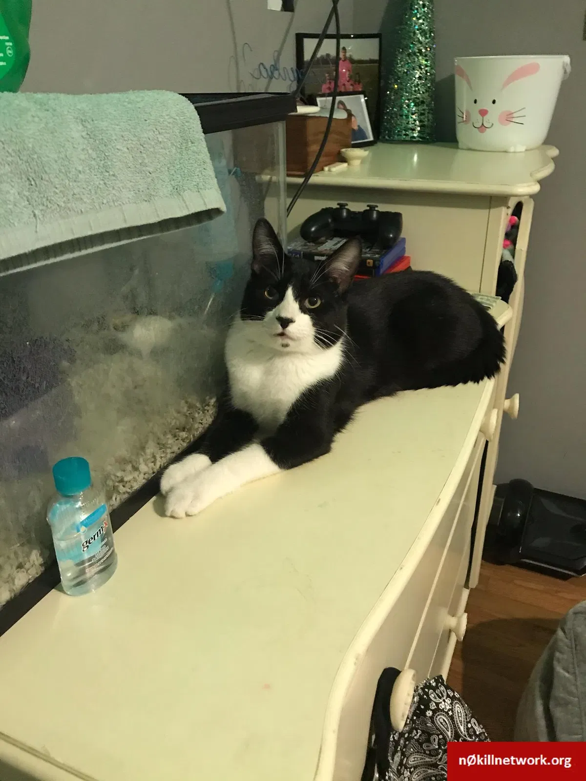 Lost cat in Muncie, IN, 47304