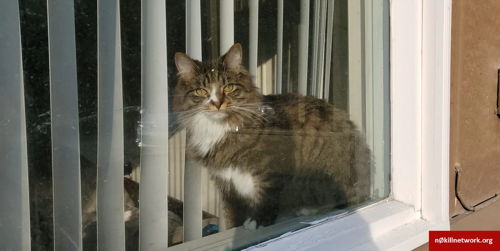 Missing Cat