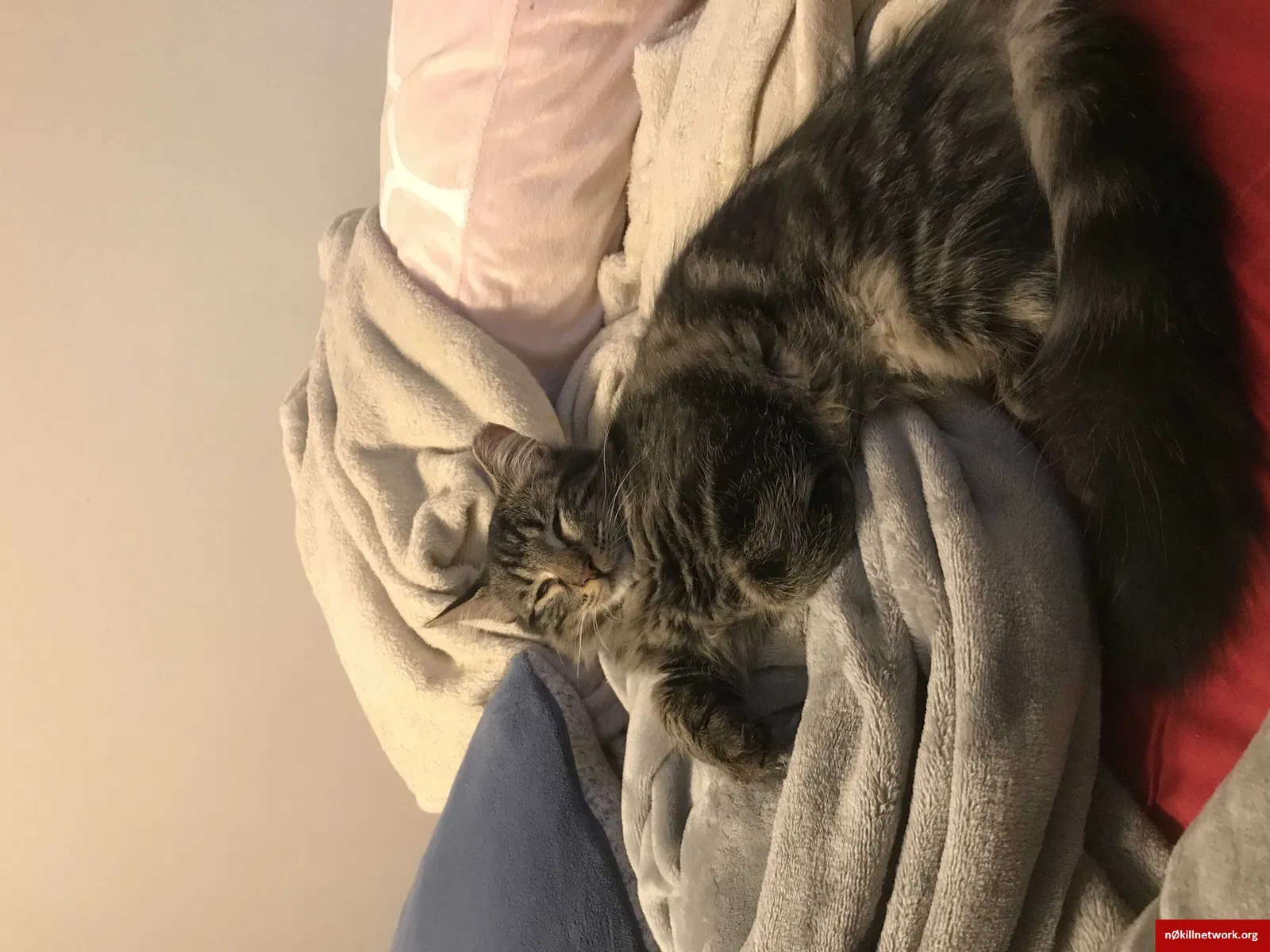 Lost cat in Lawrence, KS, 66046