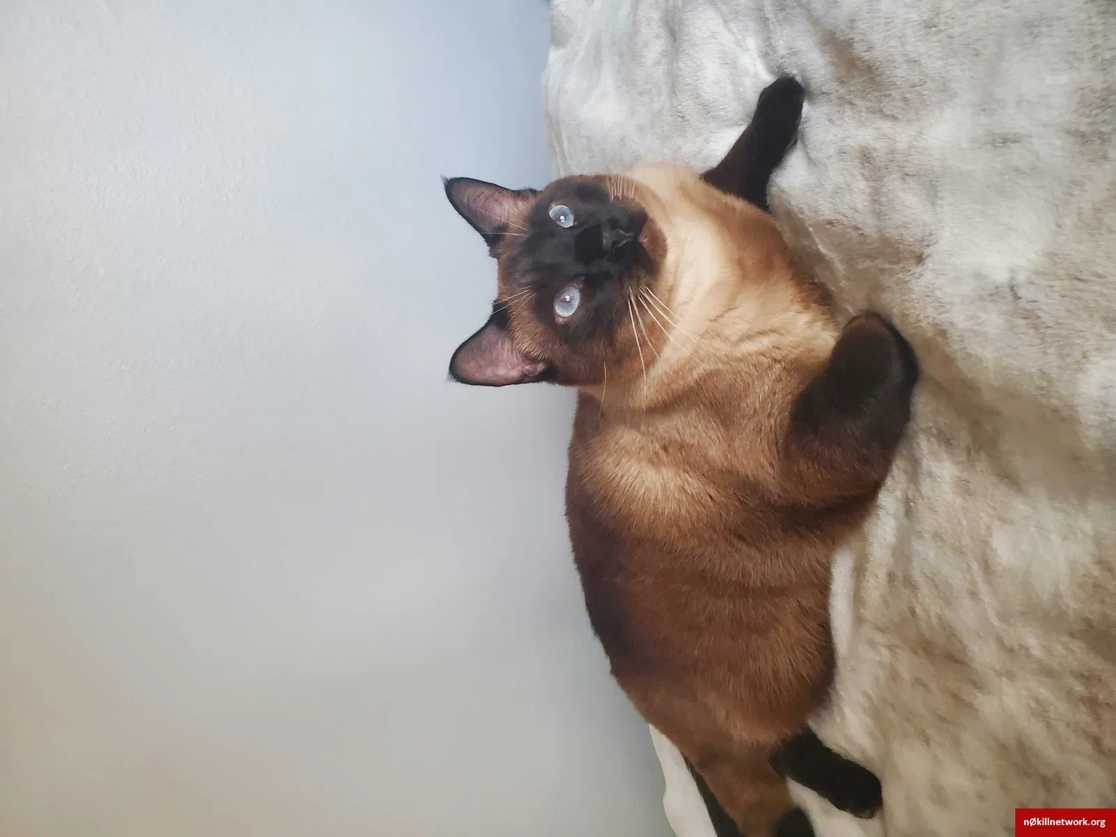 Lost cat in Fort Collins, CO, 80526