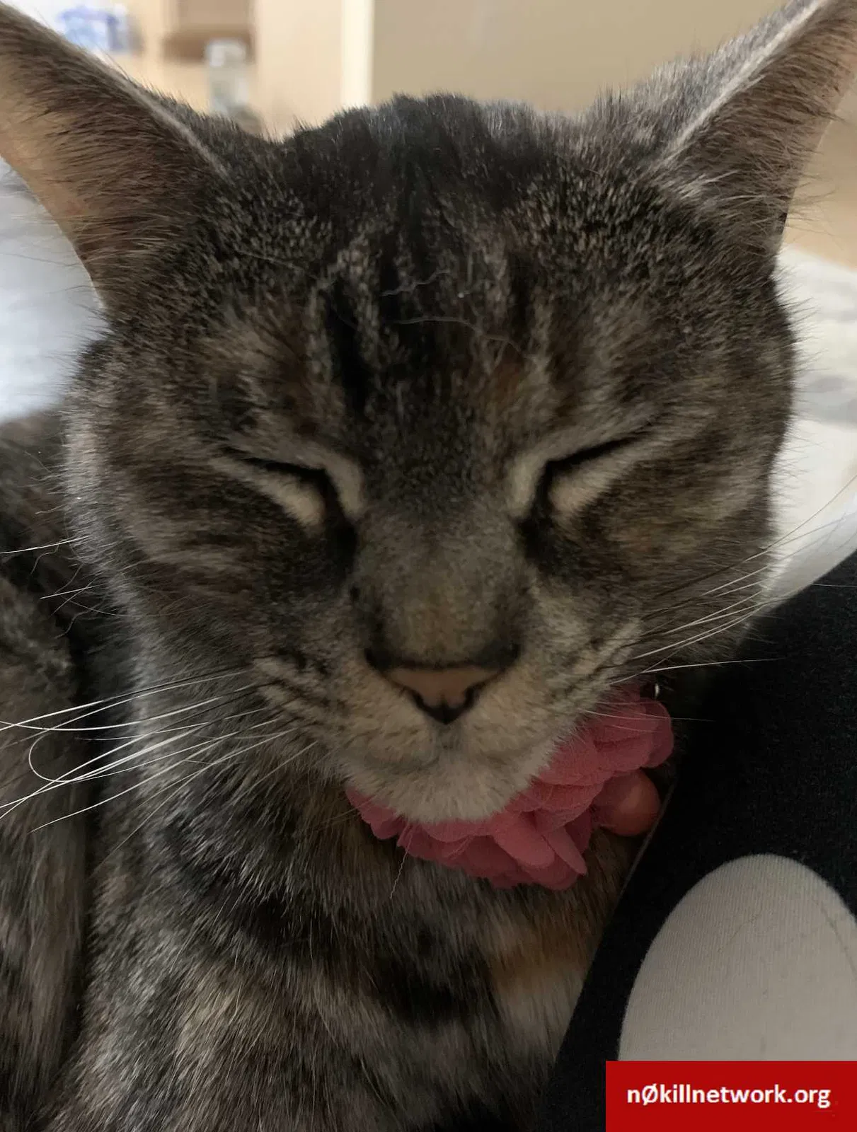 Lost cat in Round Rock, TX, 78664